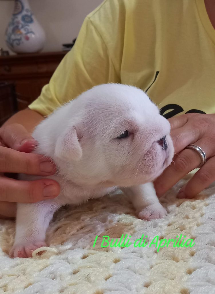 BULLDOG INGLESE