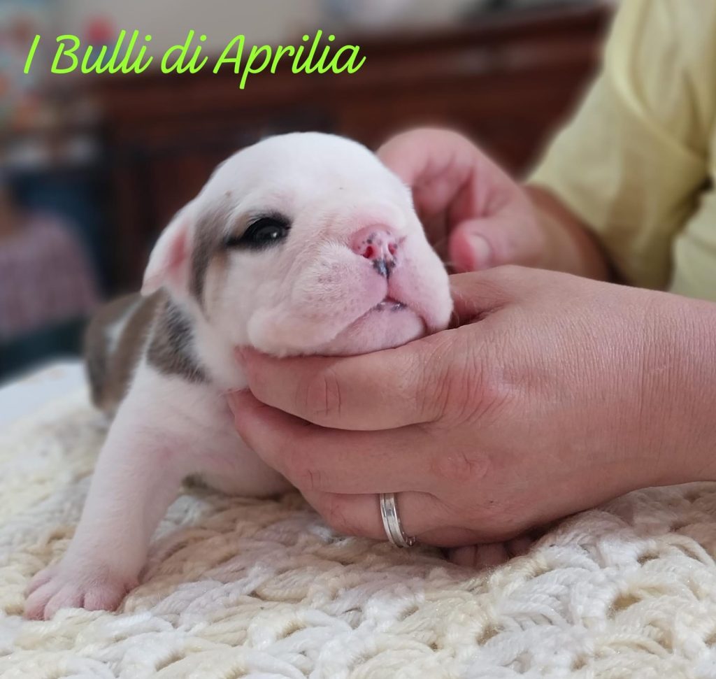 BULLDOG INGLESE