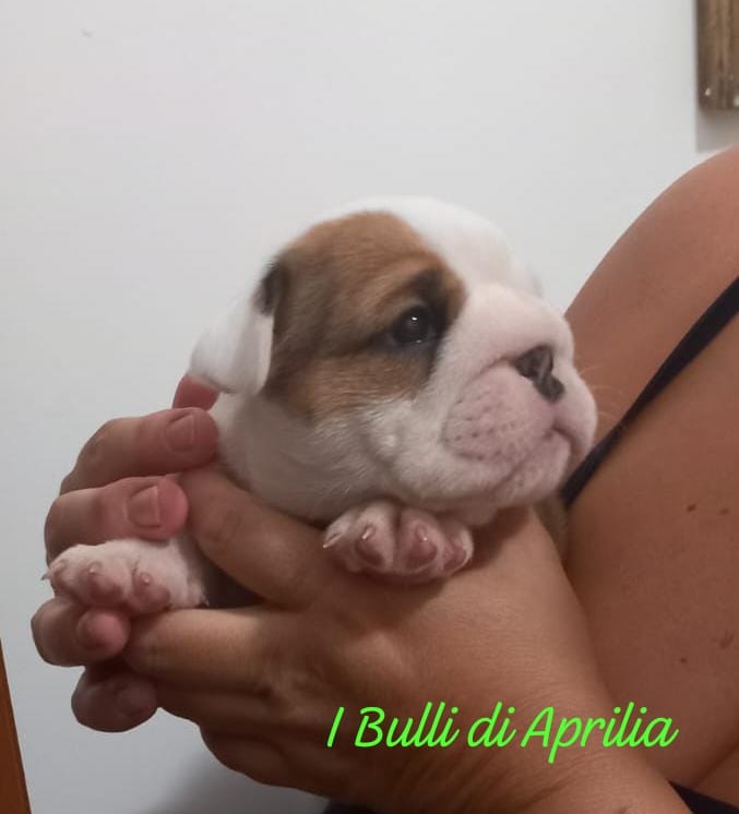 BULLDOG INGLESE