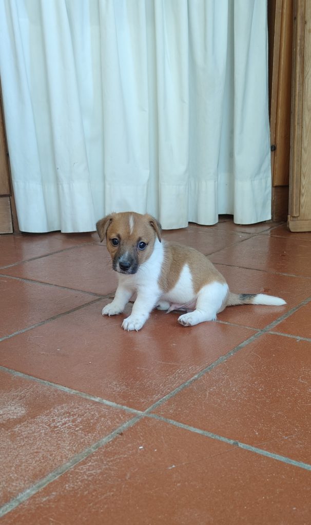Stupendi cuccioli di Jack Russell