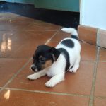 Stupendi cuccioli di Jack Russell