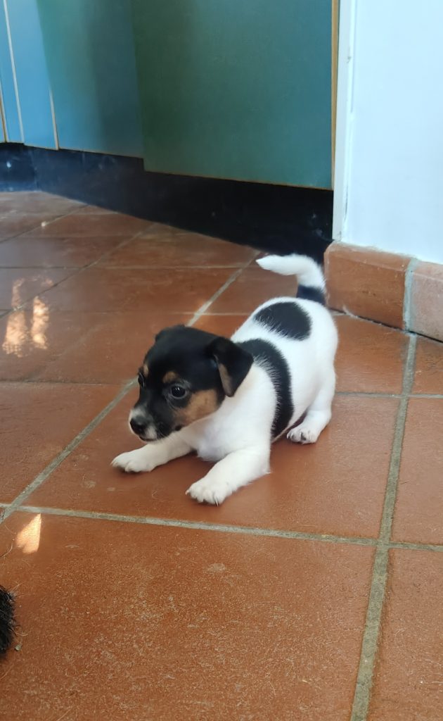 Stupendi cuccioli di Jack Russell