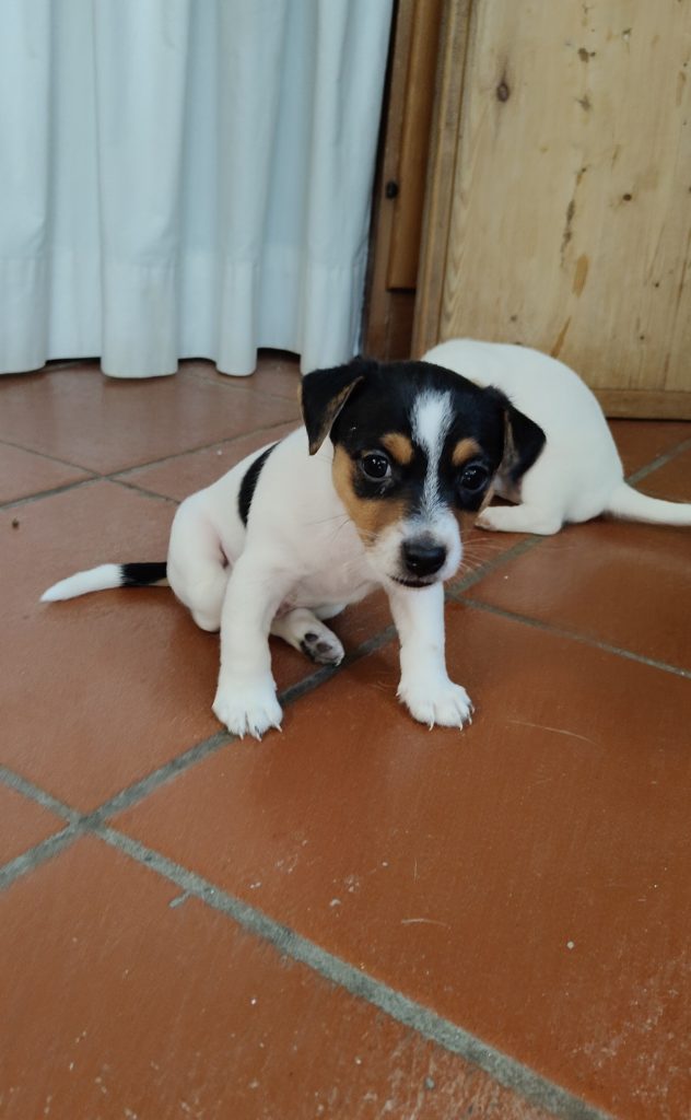 Stupendi cuccioli di Jack Russell