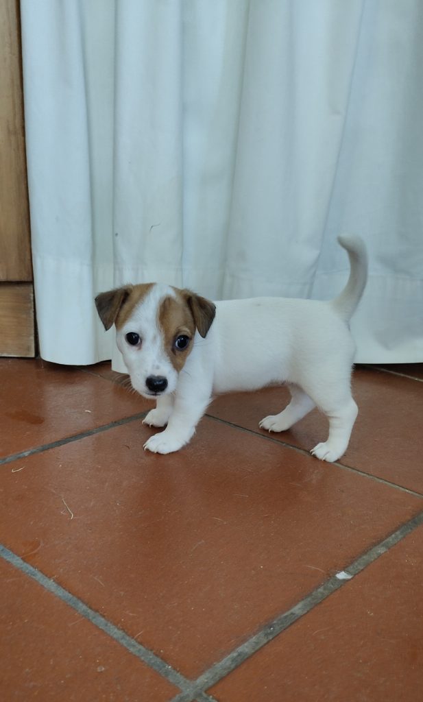 Stupendi cuccioli di Jack Russell