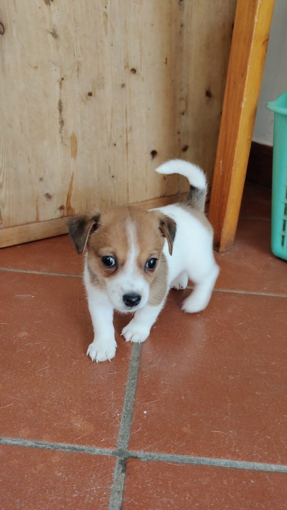 Stupendi cuccioli di Jack Russell