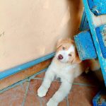 Cuccioli Di Pastore Australiano