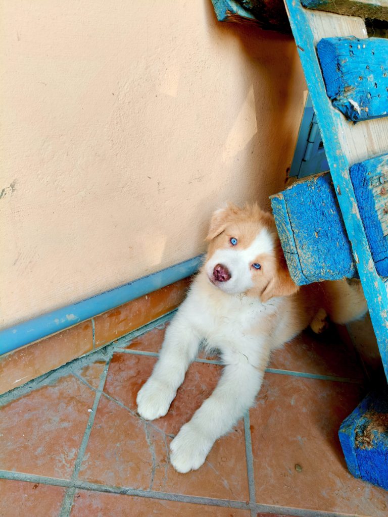 Cuccioli Di Pastore Australiano