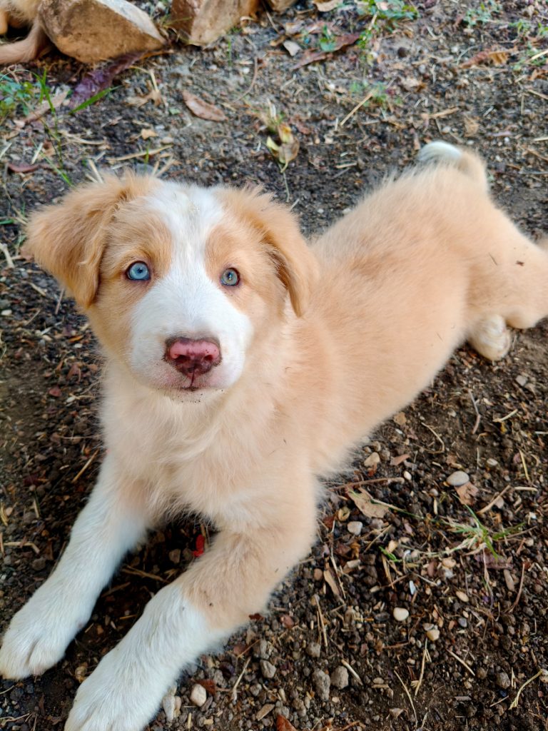 Cuccioli Di Pastore Australiano