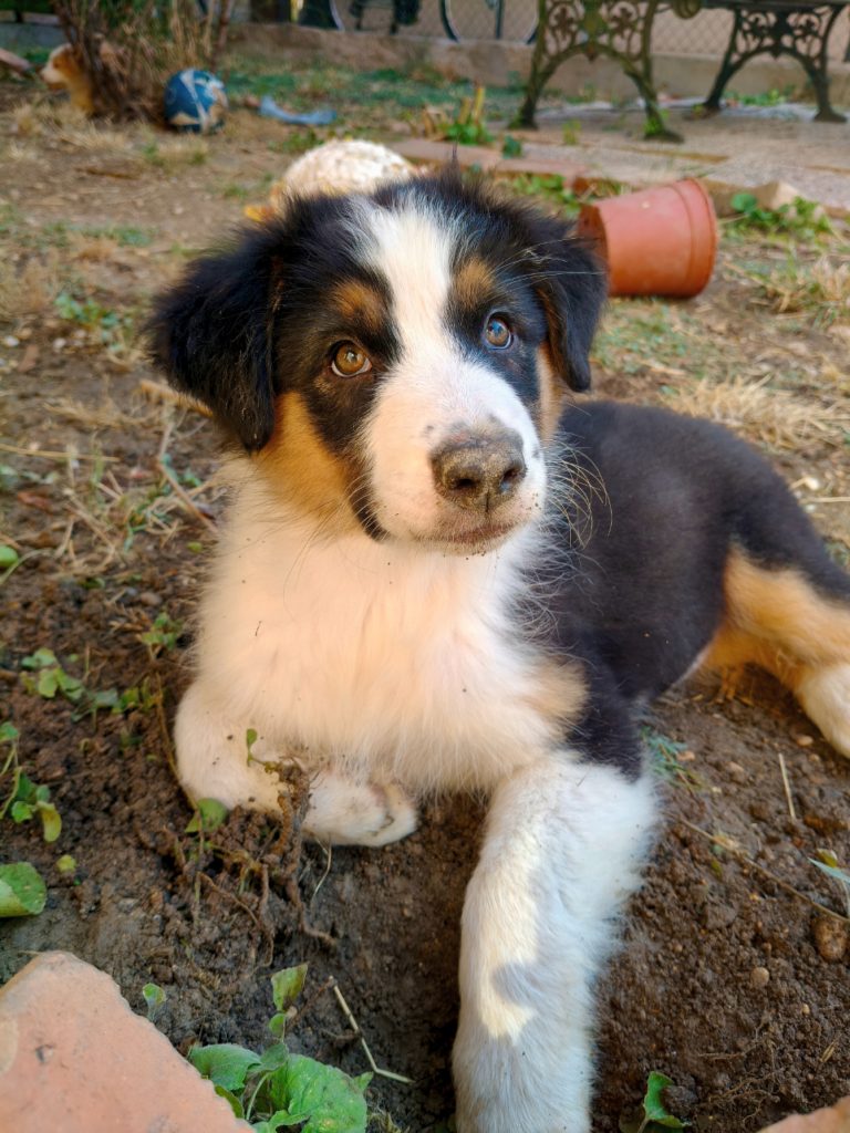 Cuccioli Di Pastore Australiano
