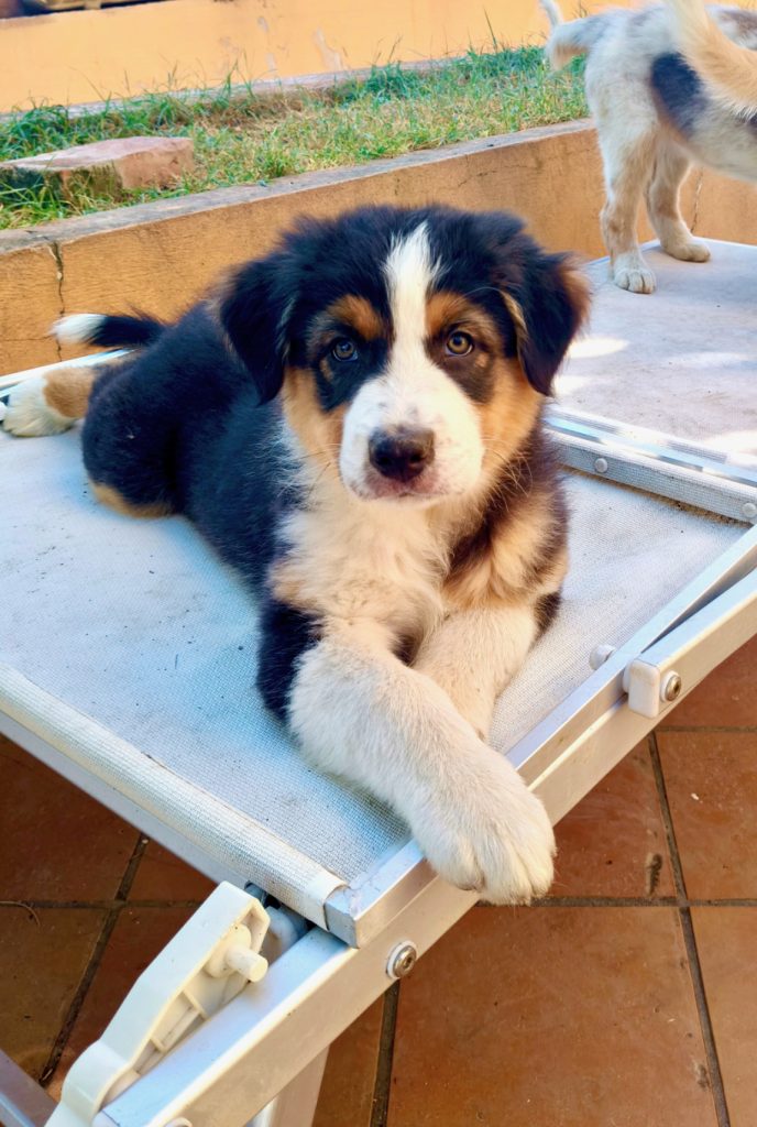 Cuccioli Di Pastore Australiano