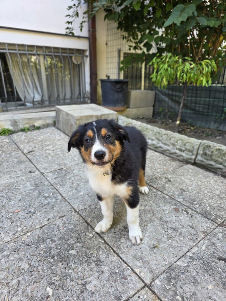 Cuccioli Border Collie da lavoro