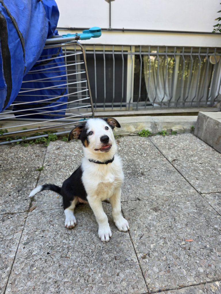 Cuccioli Border Collie da lavoro