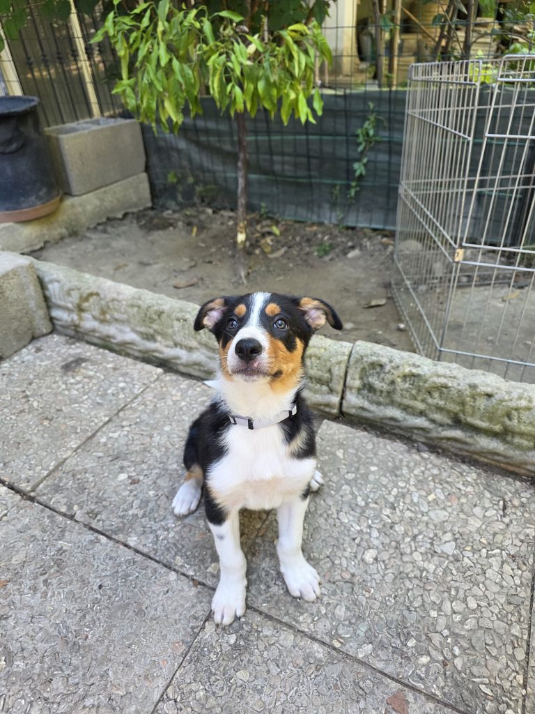 Cuccioli Border Collie da lavoro