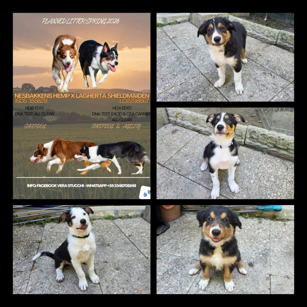 Cuccioli Border Collie da lavoro