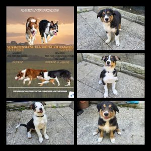 Cuccioli Border Collie da lavoro
