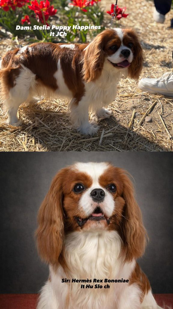 Disponibili cuccioli di Cavalier King Charles Spaniel  Blenheim