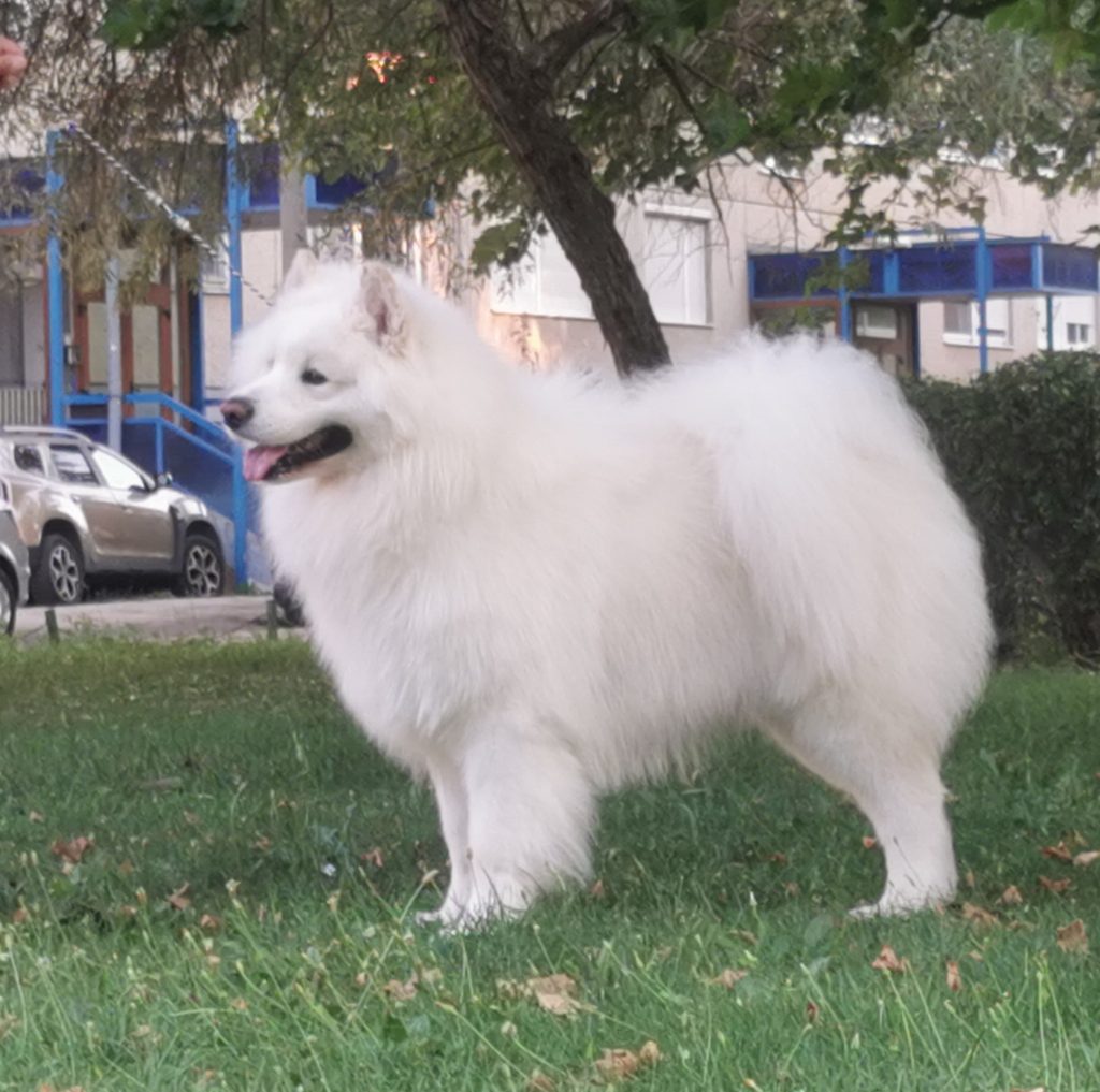 Samoiedo Cuccioli