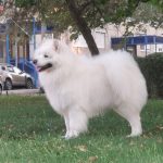 Samoiedo Cuccioli
