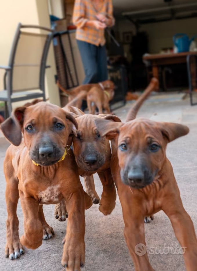Cuccioli di Rhodesian Ridgeback disponibili da inizio agosto
