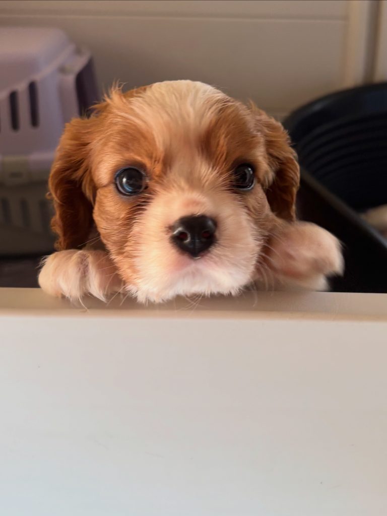 Disponibili cuccioli di Cavalier King Charles Spaniel  Blenheim