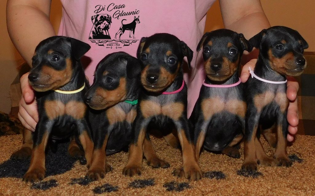 Pinscher nano