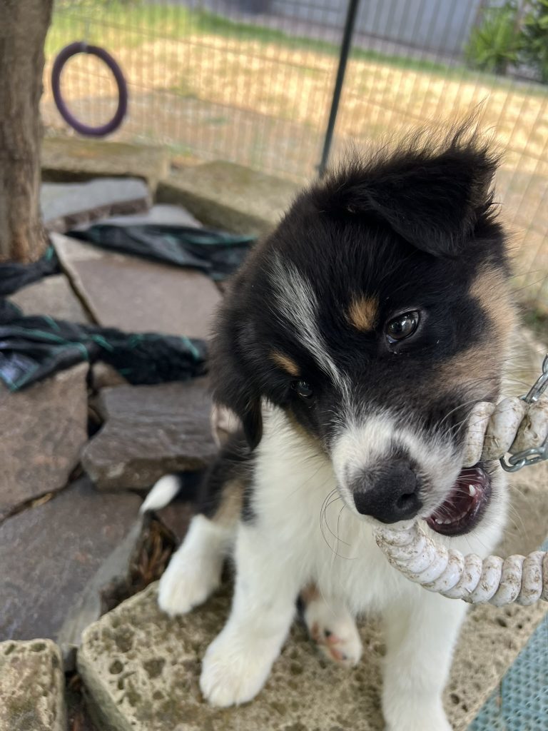 Pastore Australiano cuccioli