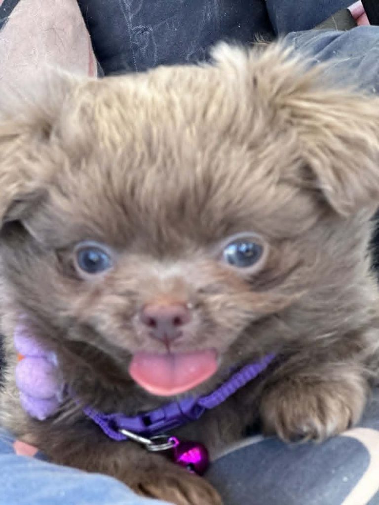 Lilac & chocolate boys chihuahua