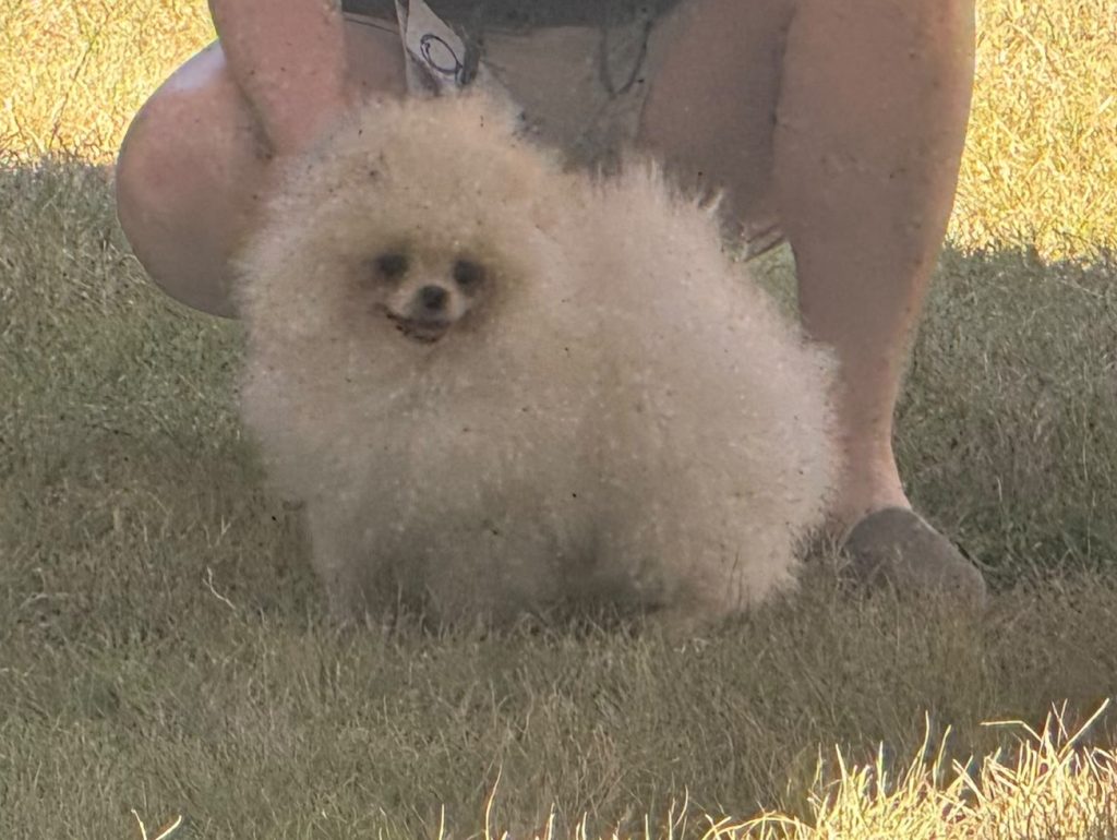 Volpino di Pomerania o Spitz tedesco nano