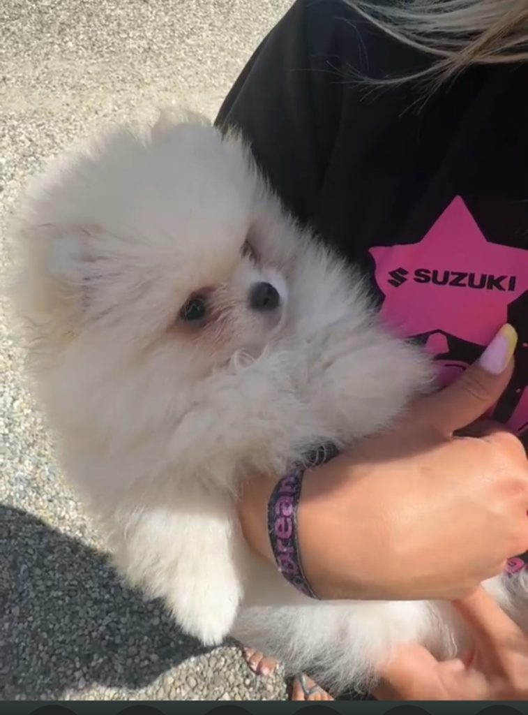 Volpino di Pomerania o Spitz tedesco nano