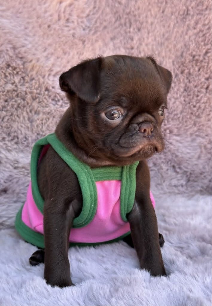 Chocolate Petit Brabancon (Smooth Brussel Griffon)