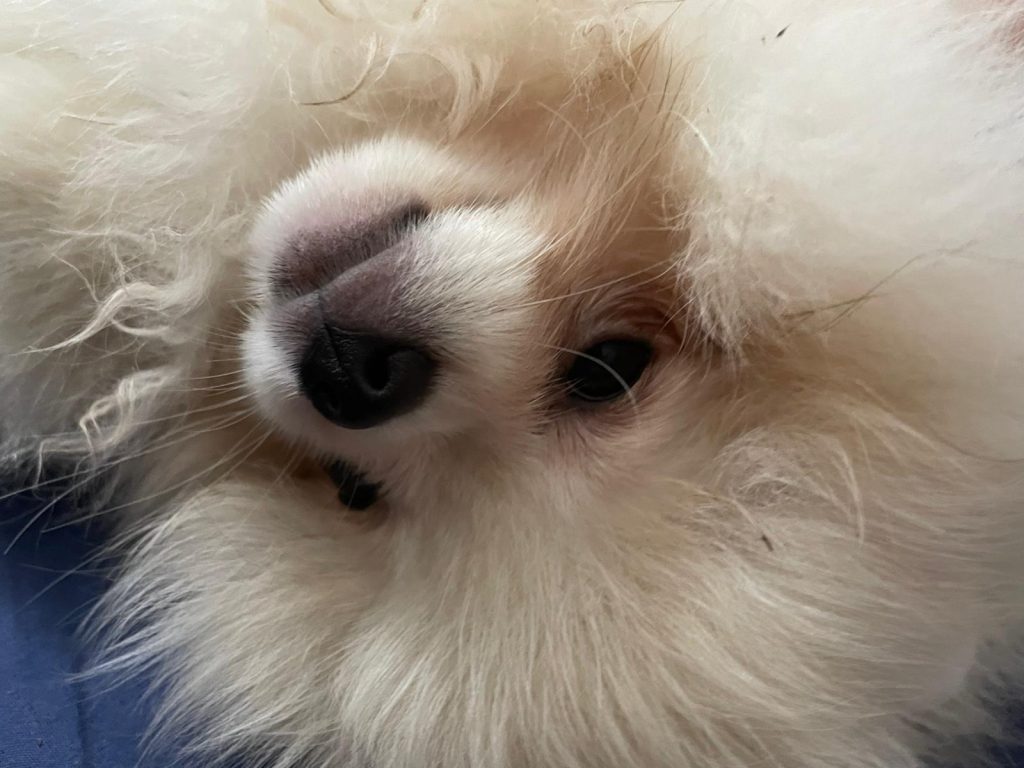 Volpino di Pomerania o Spitz tedesco nano