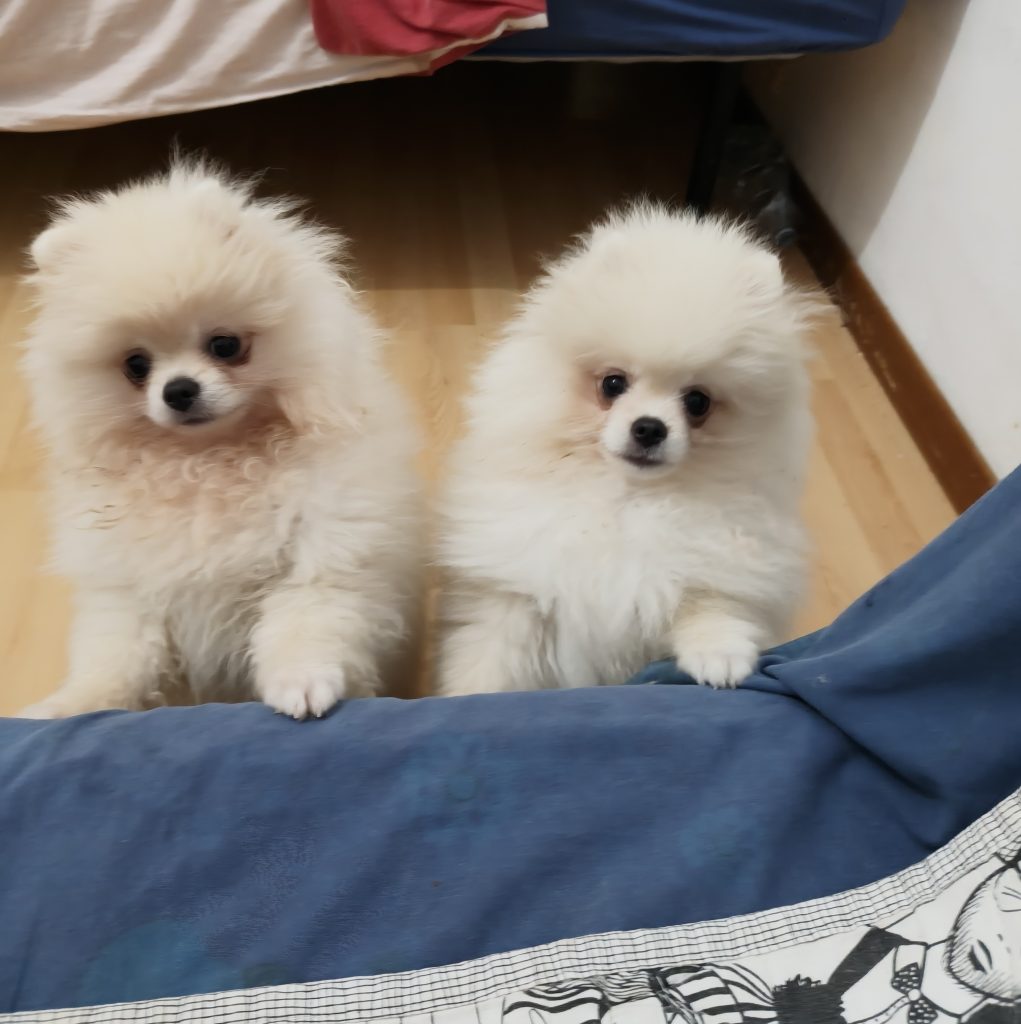 Volpino di Pomerania o Spitz tedesco nano