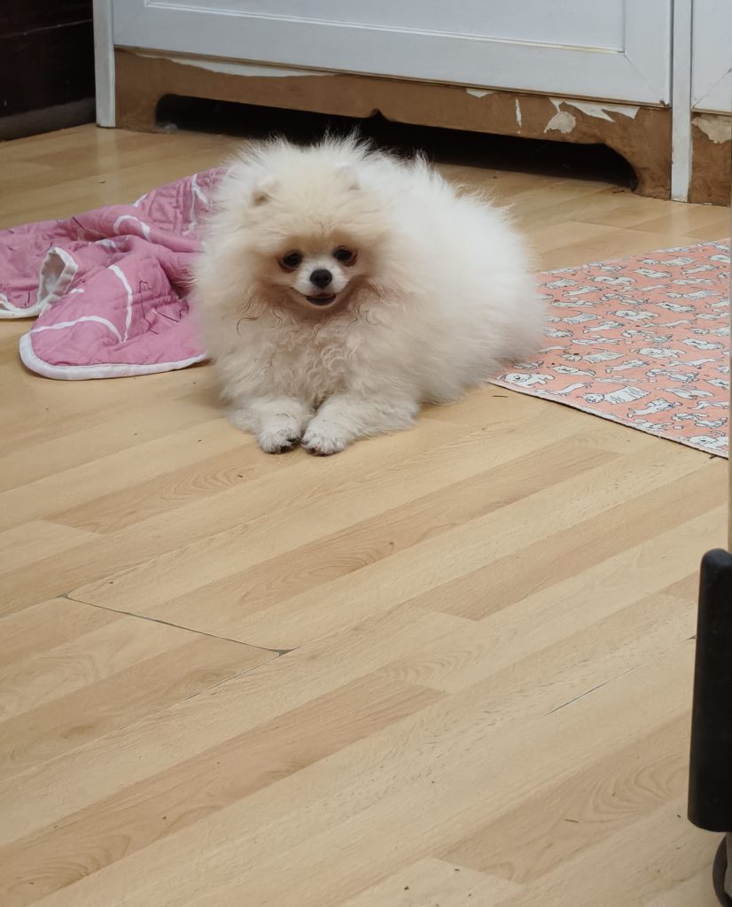 Volpino di Pomerania o Spitz tedesco nano