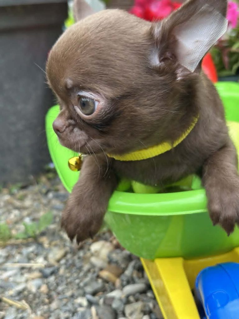 Lilac & chocolate boys chihuahua