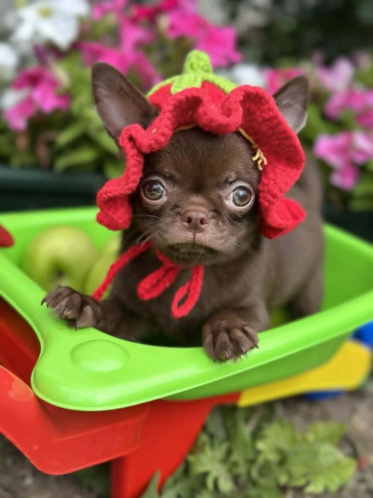 Lilac & chocolate boys chihuahua