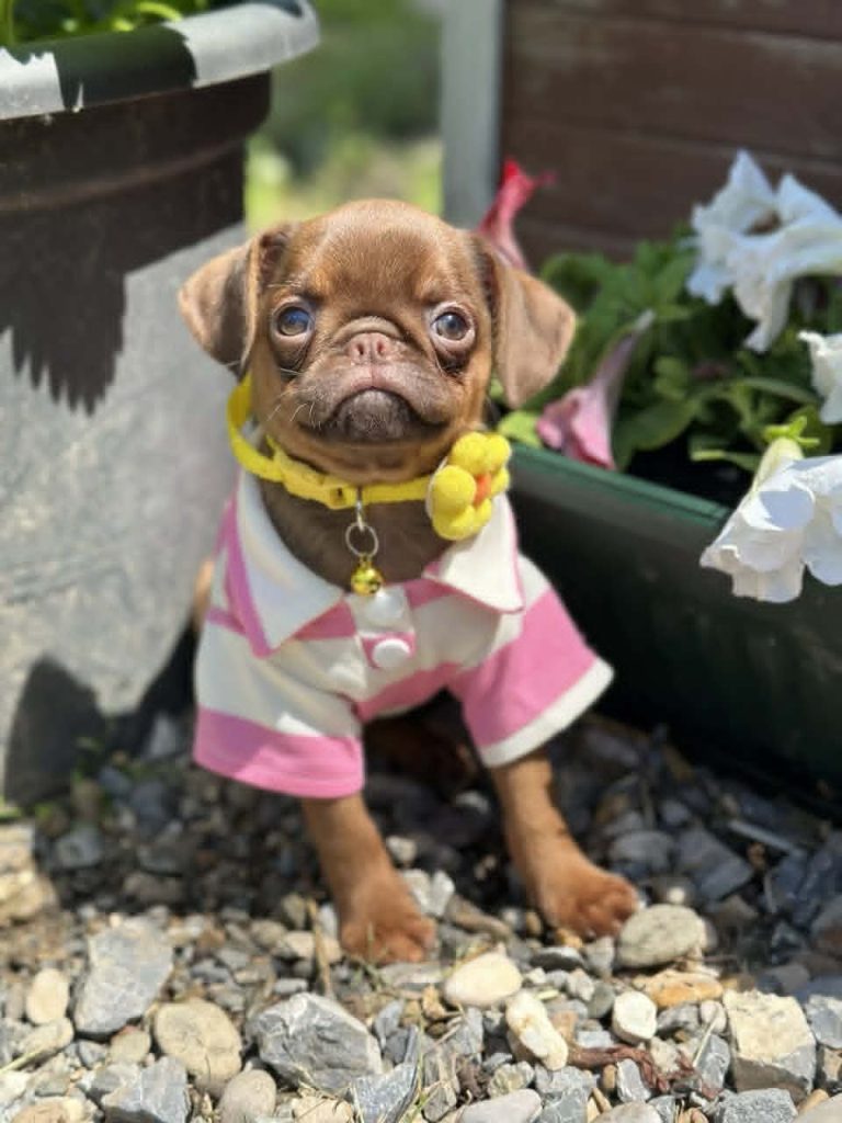 Chocolate Petit Brabancon (Smooth Brussel Griffon)
