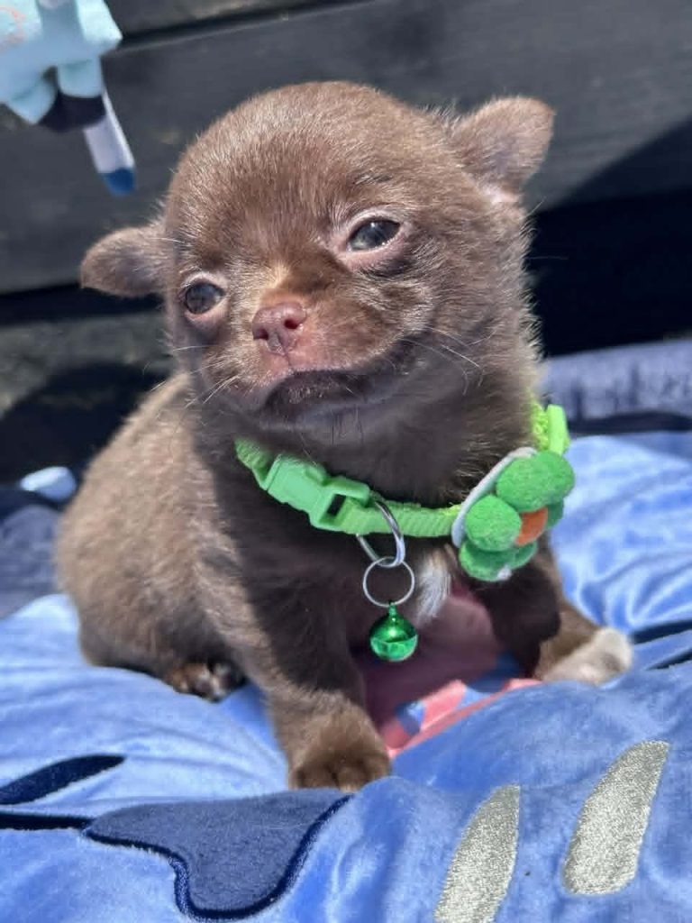 Lilac & chocolate boys chihuahua