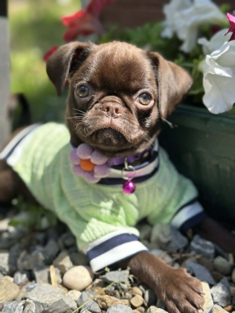 Chocolate Petit Brabancon (Smooth Brussel Griffon)