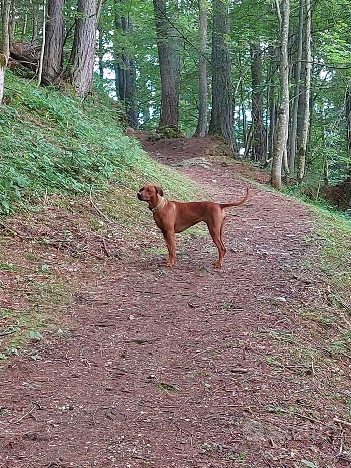 Cuccioli di Rhodesian Ridgeback disponibili da inizio agosto