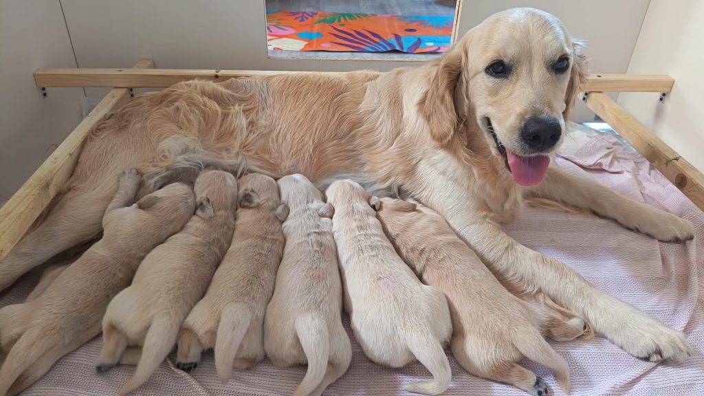 Cucciole golden retriver linea inglese