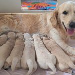Cucciole golden retriver linea inglese