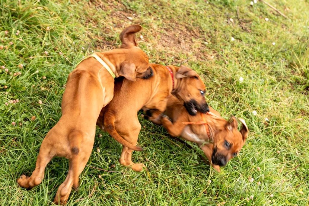 Cuccioli di Rhodesian Ridgeback disponibili da inizio agosto