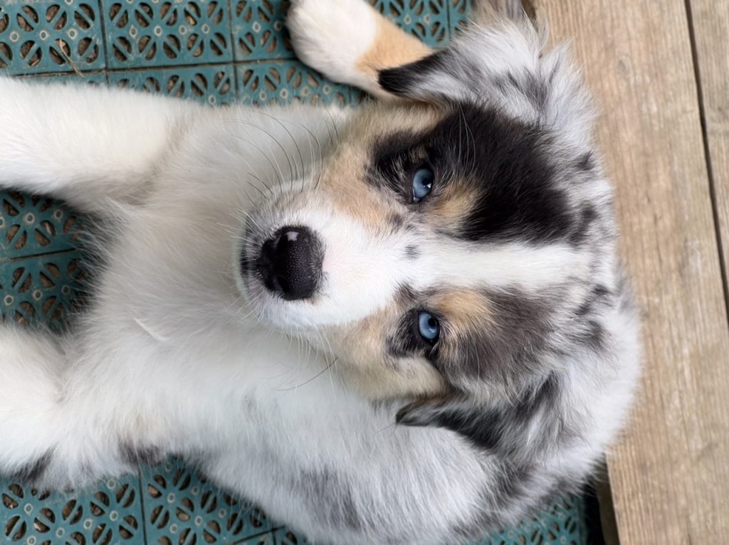 Pastore Australiano cuccioli