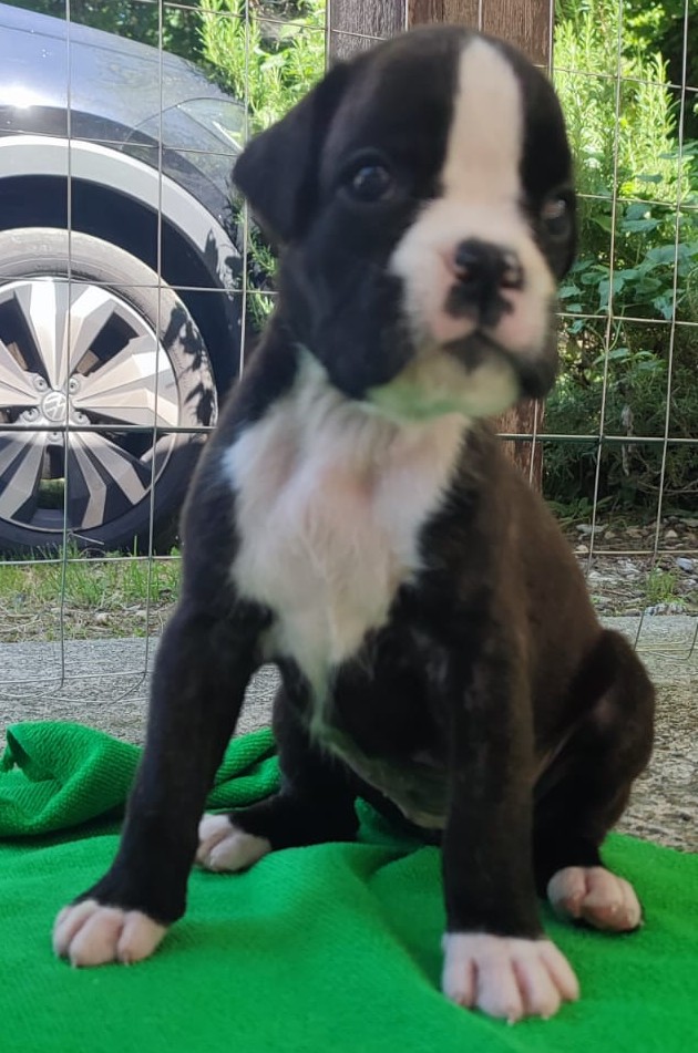 Cuccioli Boxer Disponibili