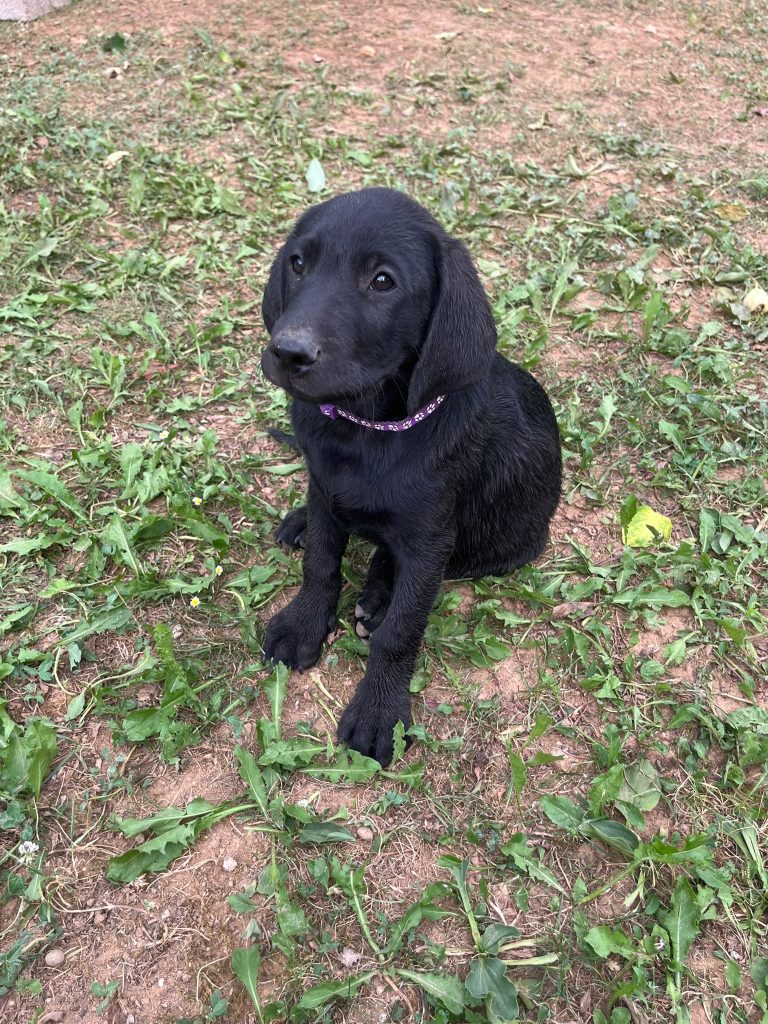 Working Labrador Retriever