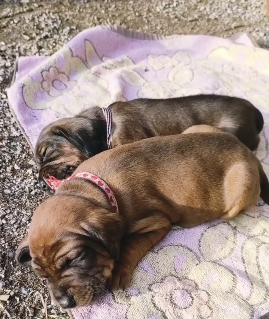 Cuccioli di Segugio Bavarese - Bayerischer Gebirgsschweisshund cresciuti in famiglia