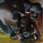 Cuccioli di Segugio Bavarese - Bayerischer Gebirgsschweisshund cresciuti in famiglia