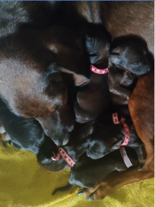 Cuccioli di Segugio Bavarese - Bayerischer Gebirgsschweisshund cresciuti in famiglia