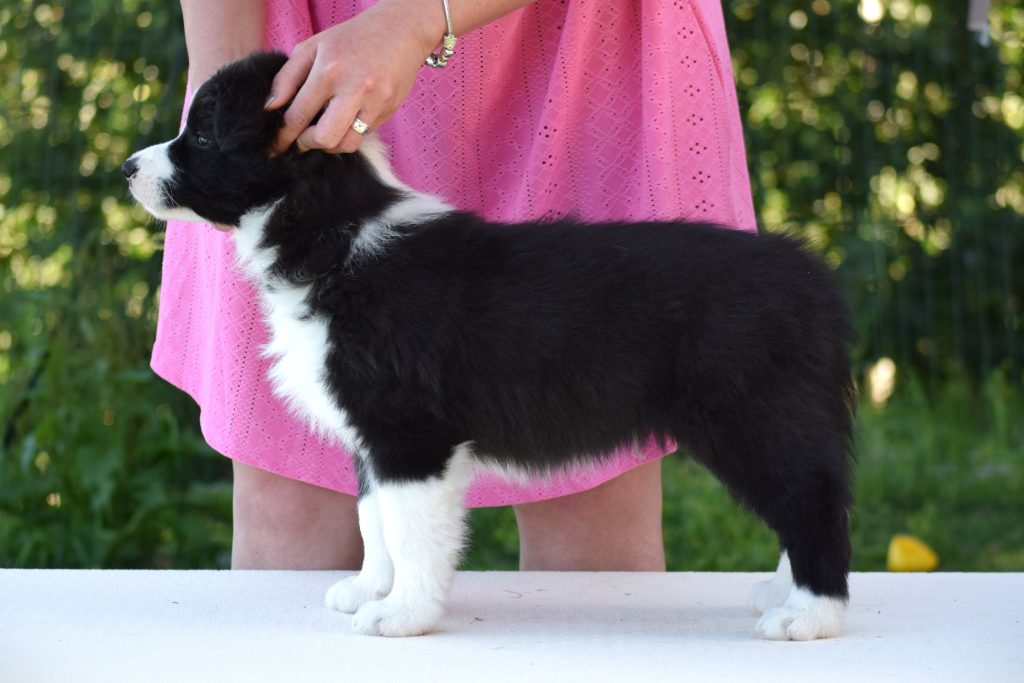 Cuccioli di Border Collie da linee da esposizione