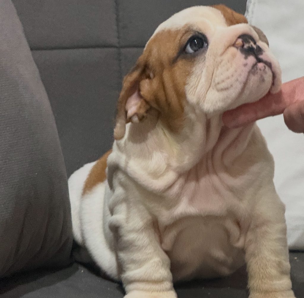 Cucciola Bulldog Inglese